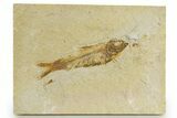 Detailed Fossil Fish (Knightia) - Wyoming #320353-1